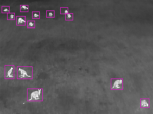 Night vision picture of animals by FeralAI
